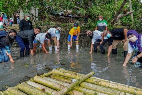 MANGROVE PLANTING